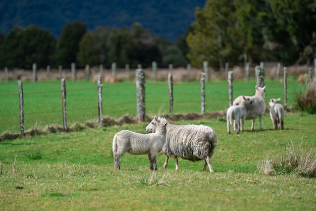 Moutons, pâturage, champ