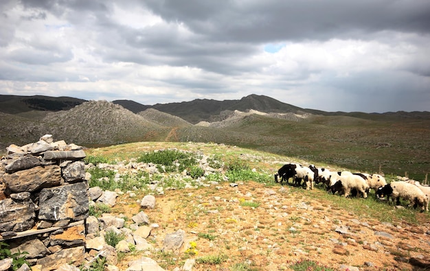 Moutons, pâturage, champ