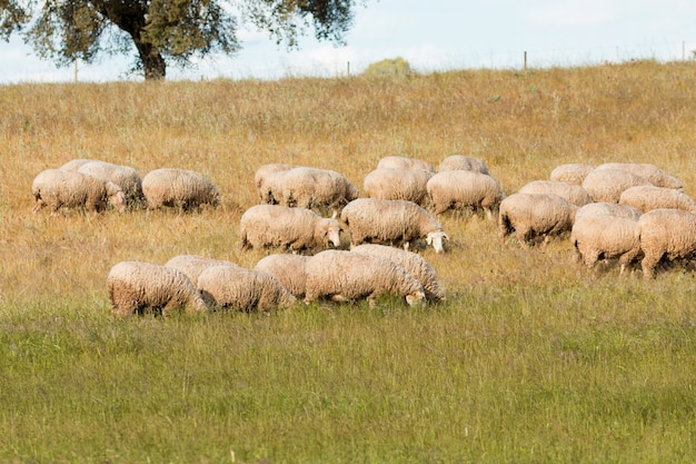 Moutons sur une prairie verte