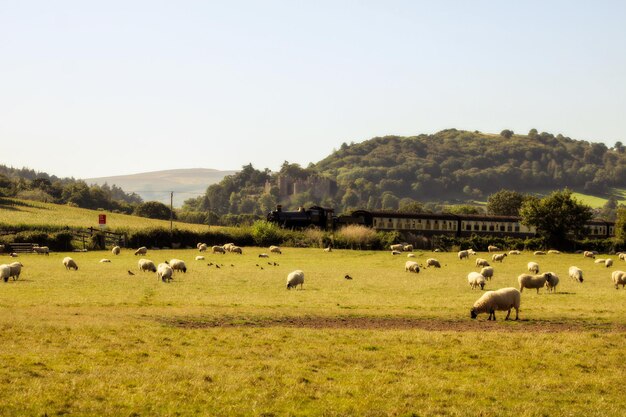 Des moutons qui paissent dans un champ