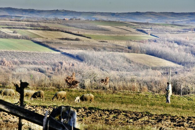 Des moutons qui paissent dans le champ