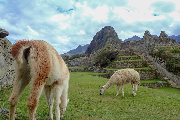 Des moutons qui paissent dans un champ