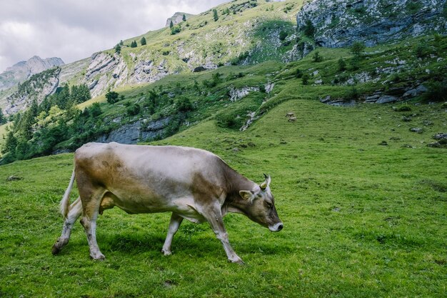 Photo des moutons qui paissent dans un champ