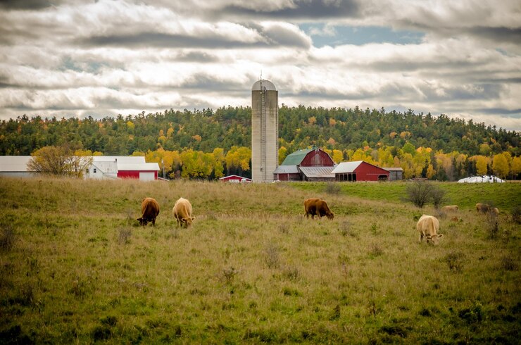Photo des moutons qui paissent dans un champ