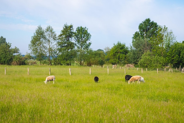 Photo des moutons qui paissent dans un champ