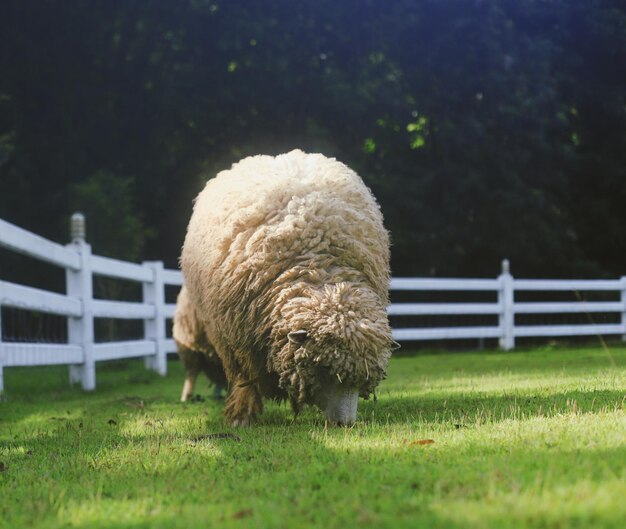 Photo des moutons qui paissent dans le champ