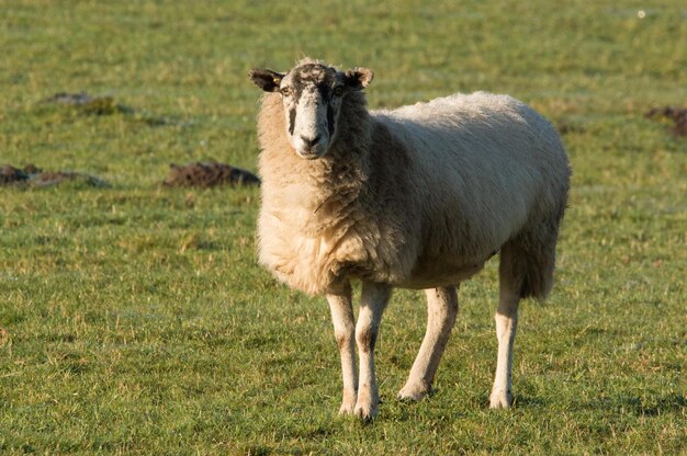 Des moutons qui paissent dans le champ