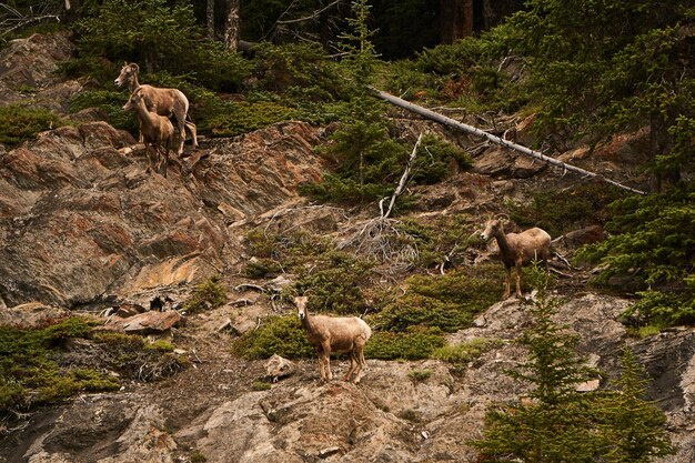 Des moutons qui paissent dans le paysage