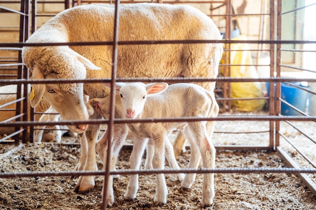 Moutons à la recherche dans l'écurie