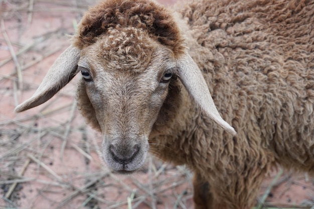 Moutons regardant la caméra dans la ferme