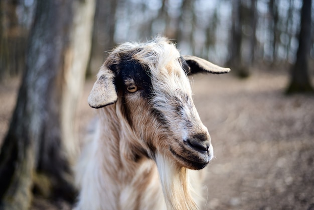 Moutons regardant dans la caméra