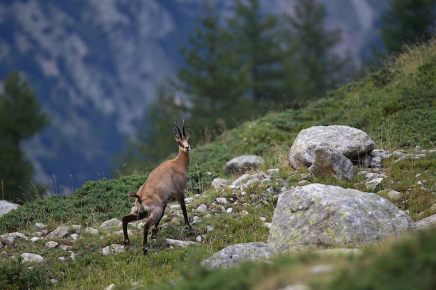 Photo des moutons sur un rocher.