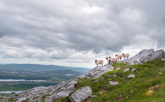 Moutons sur les rochers avec vue magnifique sur le paysage depuis le sommet du mauntain de Derryclare.