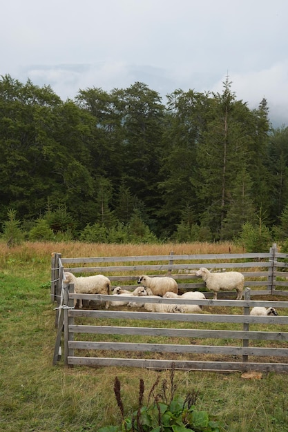 Les moutons sont fermés dans une clôture au milieu de la nature à l'extérieur