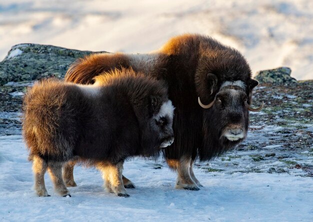 Photo des moutons sur un terrain couvert de neige