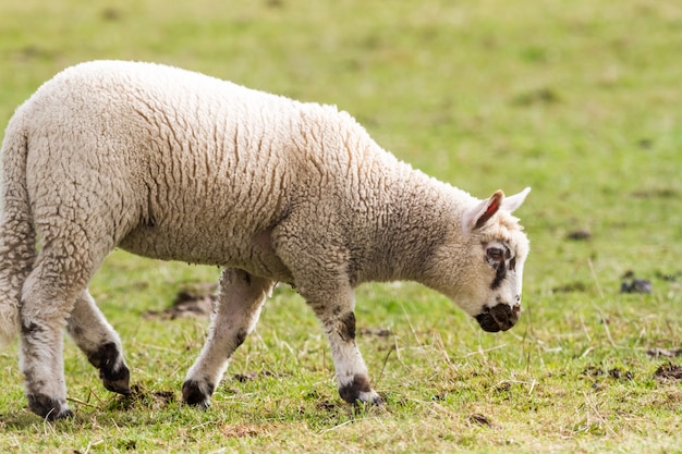 Moutons sur le terrain