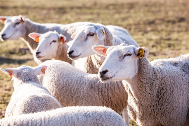 Moutons sur le terrain