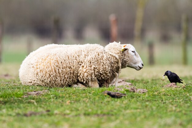 Moutons sur le terrain