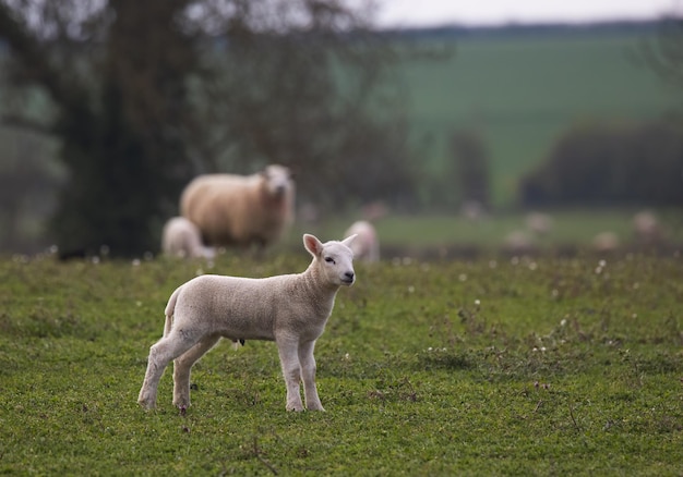 Les moutons