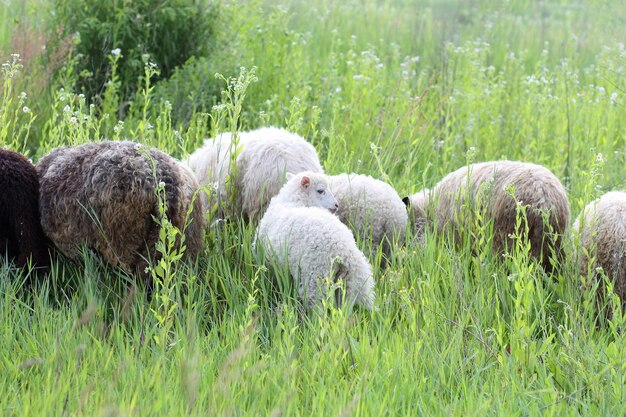 moutons