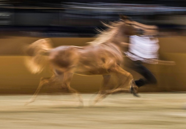 Photo mouvement flou du cheval