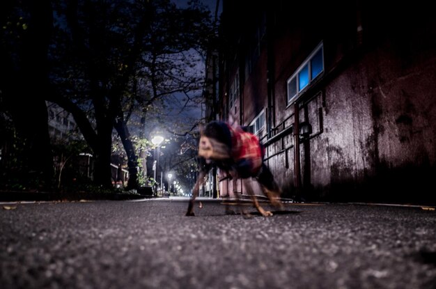 Photo mouvement flou du chien dans la rue la nuit