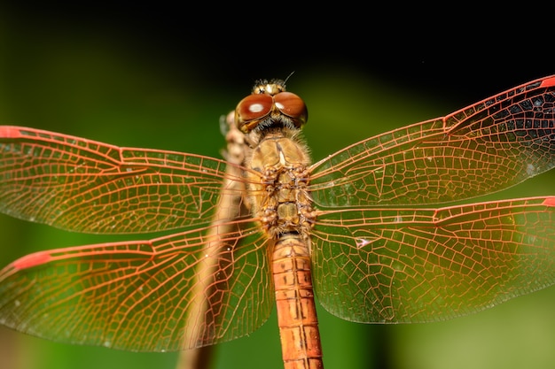 mouvement de la nature ailes vertes bug naturel