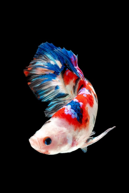 Mouvement de poissons Betta, poissons de combat siamois