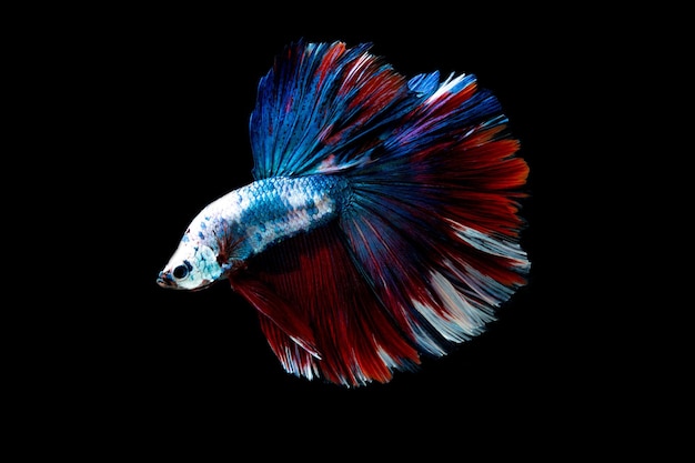 mouvement de poissons de combat multicolores