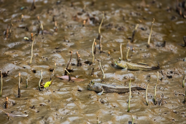 Mudskipper ou poisson amphibie