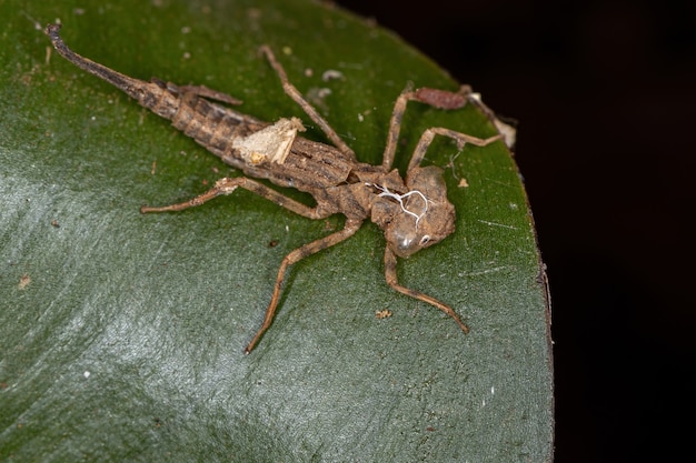 Mue des insectes demoiselles du sous-ordre des zygoptères