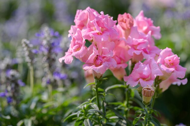 Muflier fleur dans jardin