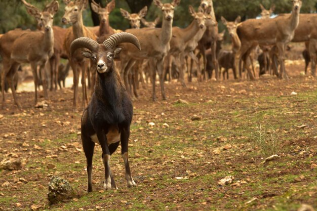 Muflon - Ovis orientalis musimon - C'est un grand artiodactyle de la sous-famille des Caprinae