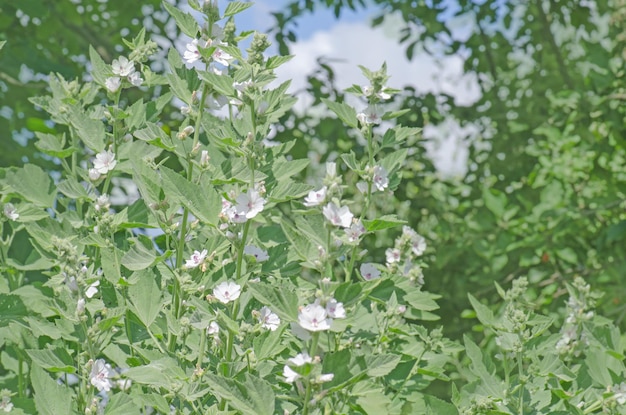 Muguet Althaea officinalis