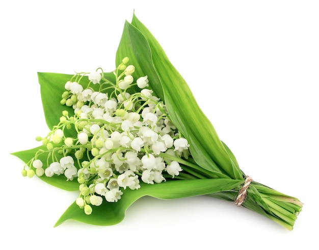 Muguet sur blanc