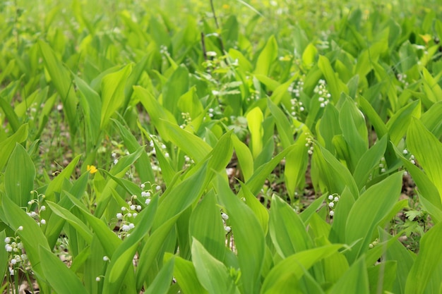 Muguet convallaria majalis