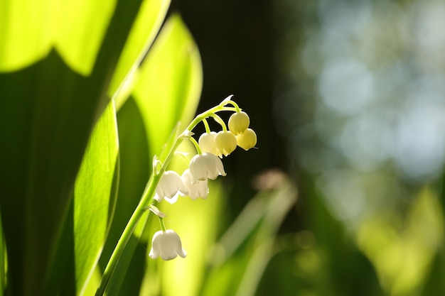 Muguet dans la forêt