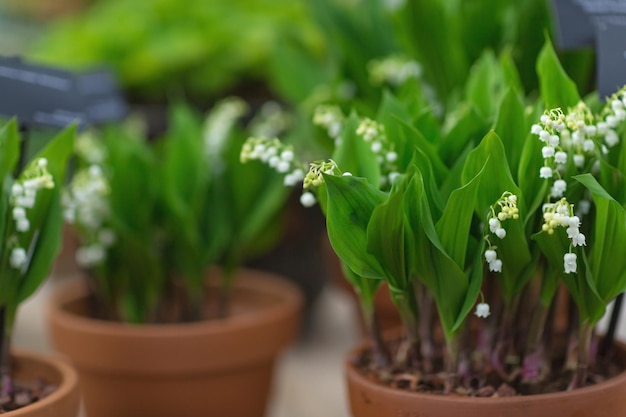 Muguet dans un pot de fleurs Concept de printemps mise au point sélective Gros plan