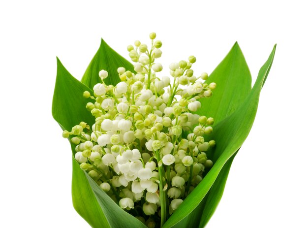 Muguet sur feuille verte