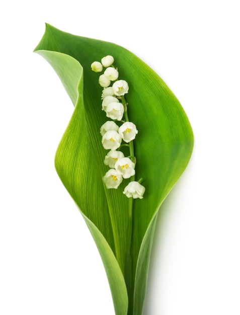 Muguet sur feuille verte