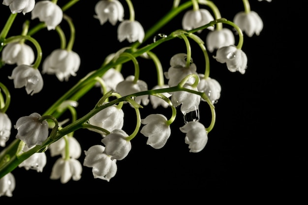 Muguet sur fond sombre