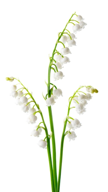 Muguet isolé sur fond blanc fleurs Convallaria