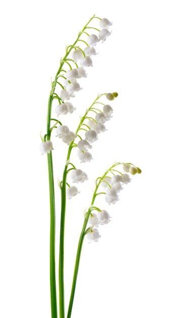 Muguet isolé sur fond blanc fleurs Convallaria