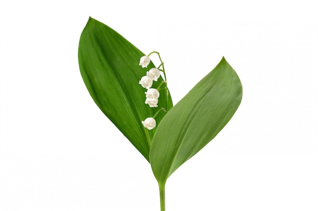 Muguet isolé sur fond blanc