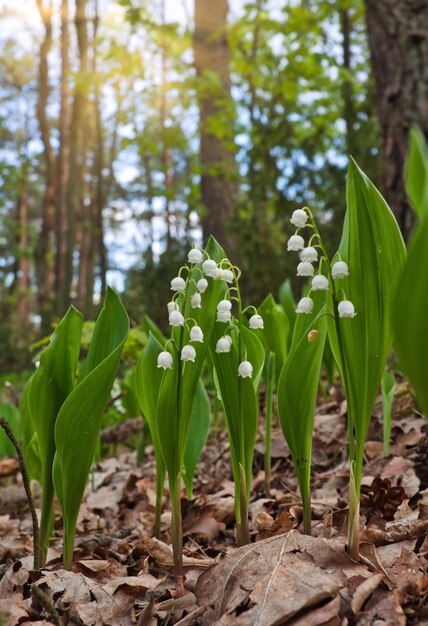 Muguet libre