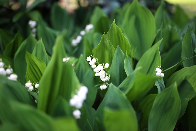 Muguet