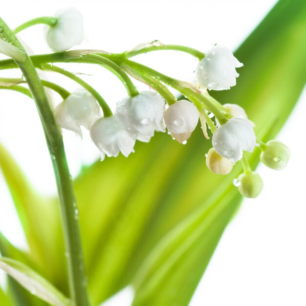 Muguet