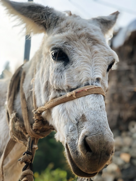 Mule domestique sur fond de nature floue sur l'île de Santo Antao au Cap Vert, Afrique