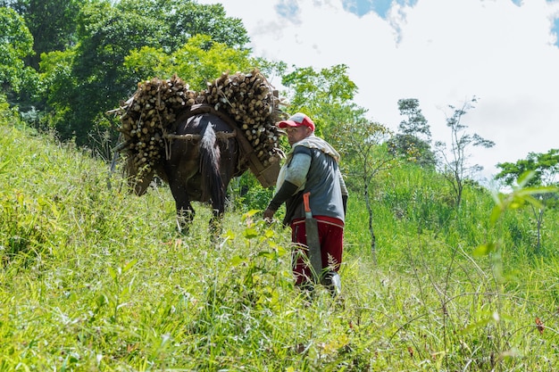 Mulet de la région paisa de colombie transportant une charge de canne à sucre avec sa mule