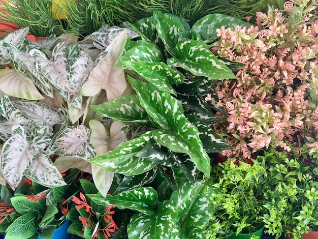 Multi couleur de fond de plante en plastique sur le mur